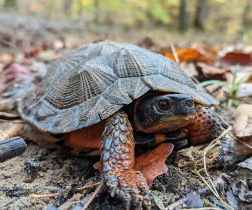 Une tortue des bois dans une forêt canadienne. Le sol terreux est recouvert de feuilles rouges et jaunes