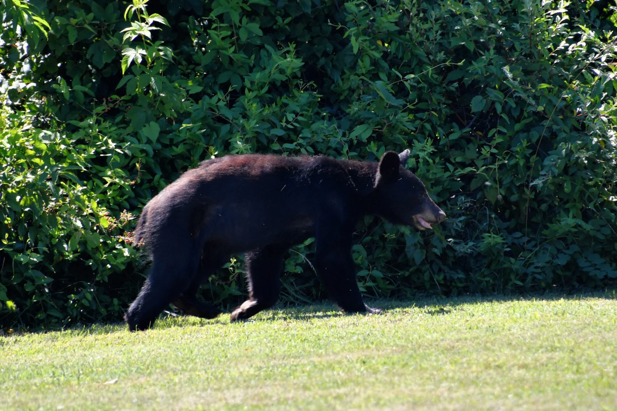 ours noir