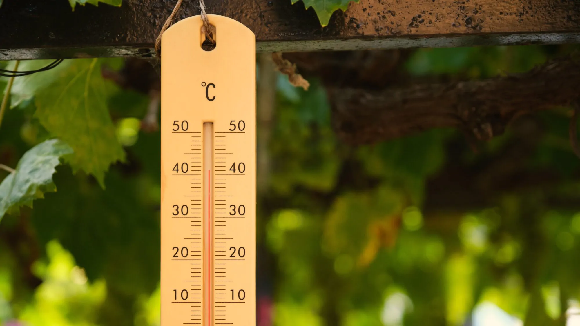 canicule chaleur