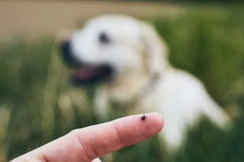 Tique sur doigt humain avec chien en arrière plan dans l'herbe haute
