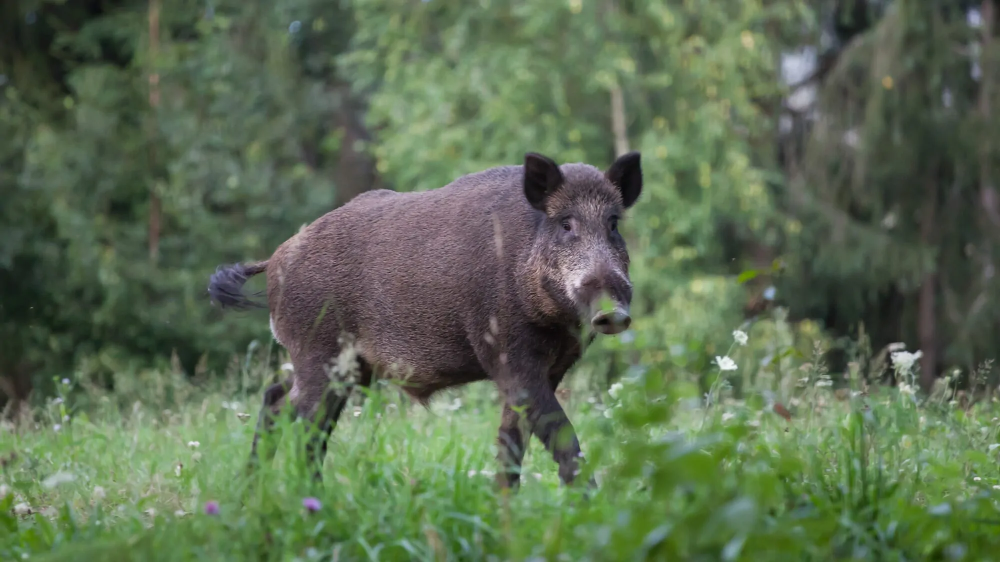 sanglier