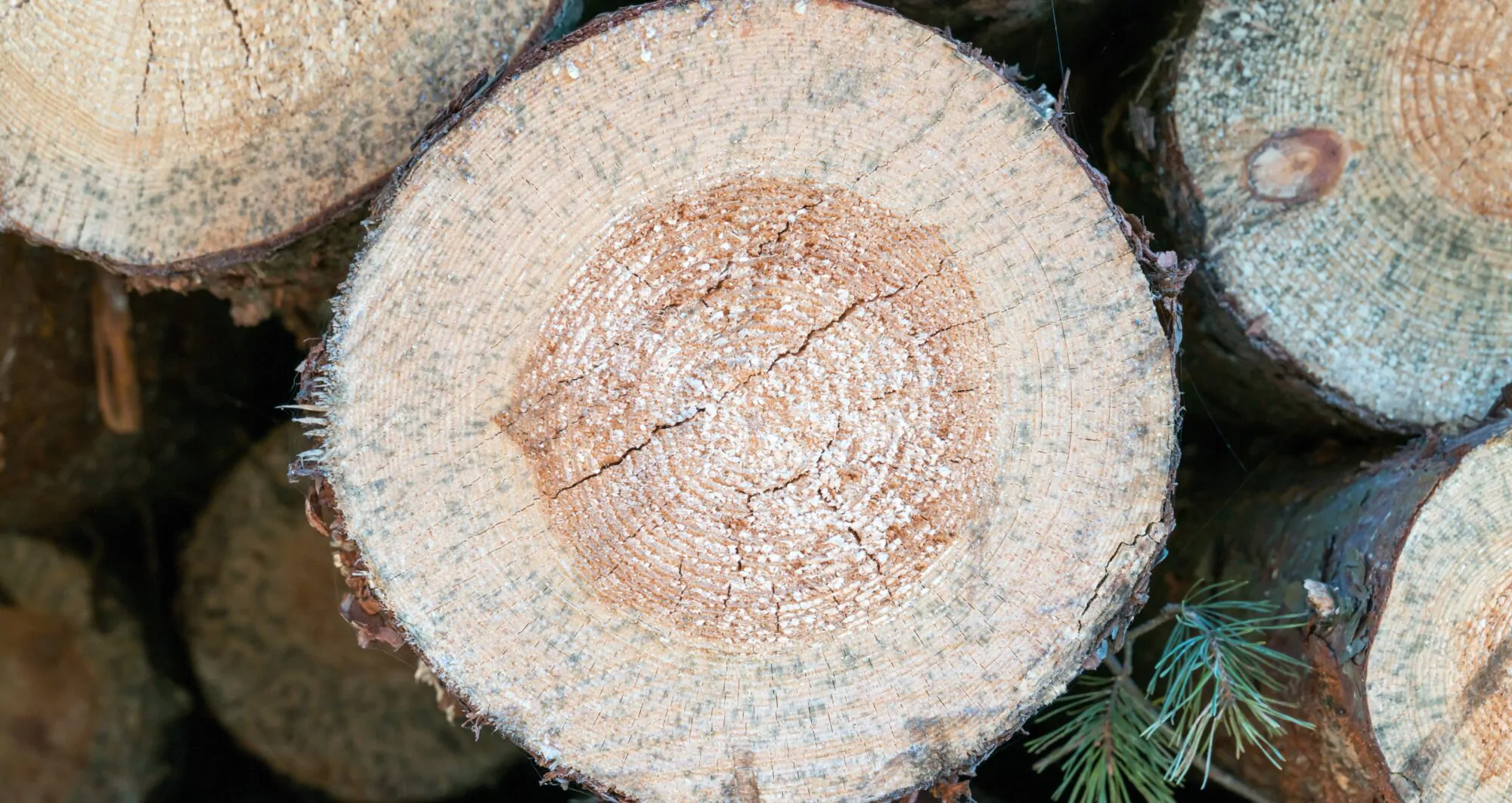 industrie forestière 4