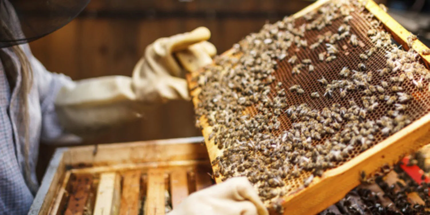 Apiculture miel producteur agricole
