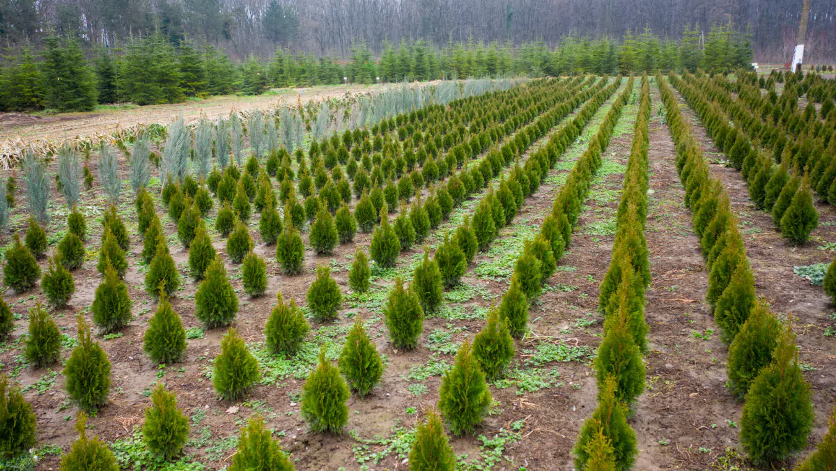 Production sapin de noel forêt bois