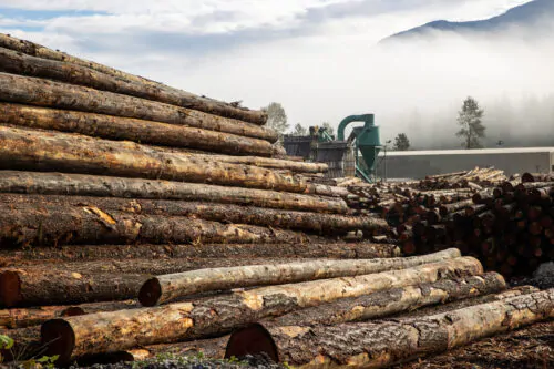 A stack of cut trees lays wet in a pile at a lumber yard after b