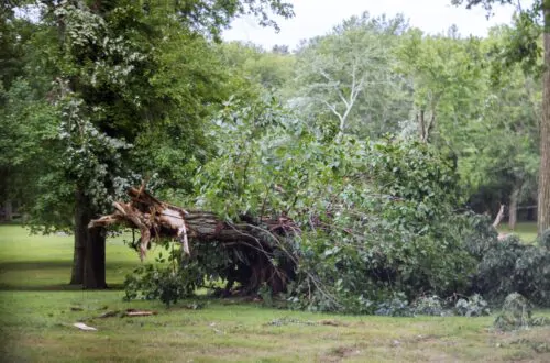 Tree after hurricane a strong storm went through