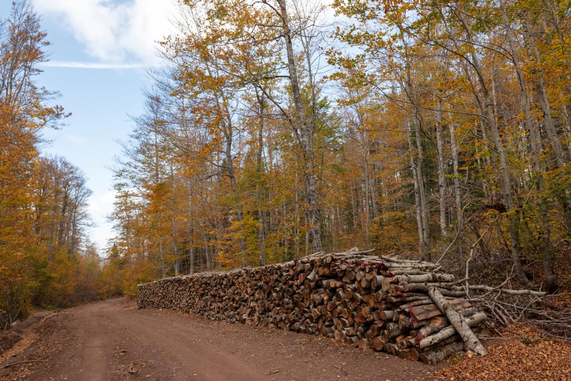 Log spruce trunks pile. Sawn timber trees from the forest. Logging timber wood industry. Cut trees along a rural road