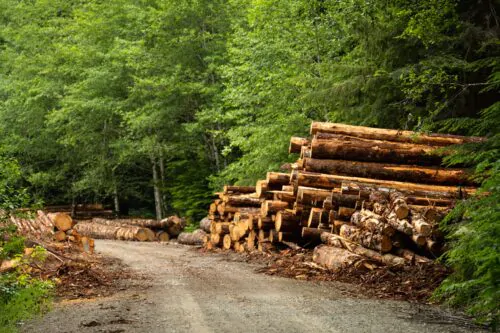 Sawed trees stacked on the roadside in the forest. Logging concept. Caycuse, Cowichan, BC Canada.