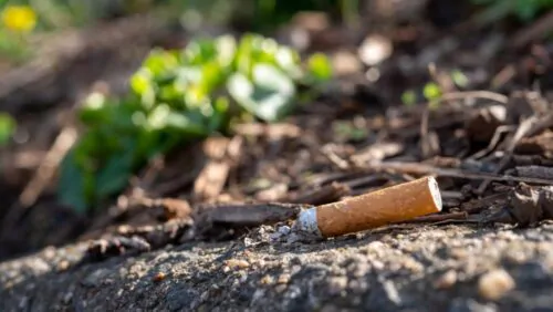 Mégot cigarette forêt