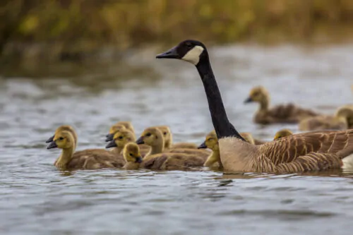 Canada goose guarding chicks