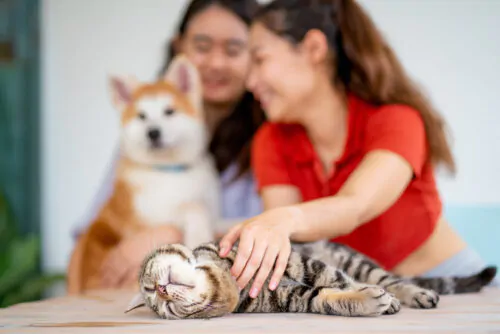 Une jeune femme habillée d'un haut rouge caresse le cou d'un chat gris tigré couché sur le côté. Elle regarde un chien qui est assis à côté d'une autre jeune femme.