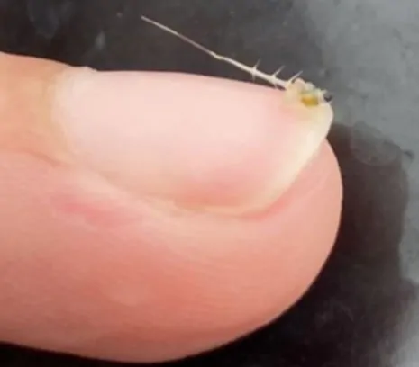 Un petit plancton posé sur l'ongle d'un doigt humain.