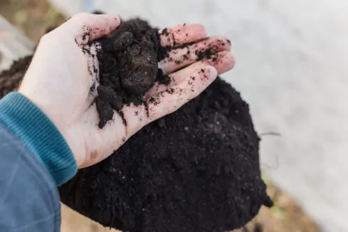 Du compost tenu dans une main.