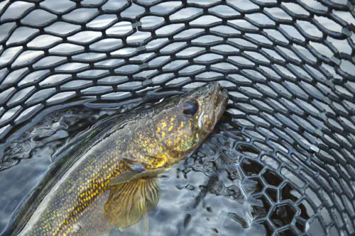 Un doré jaune pris dans un filet de pêche.