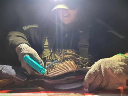 Une personne munie de gants installe une étiquette sur le dos d'un doré jaune.