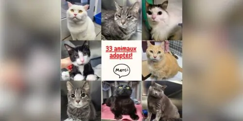 SPCA Outaouais adoption juillet 2025