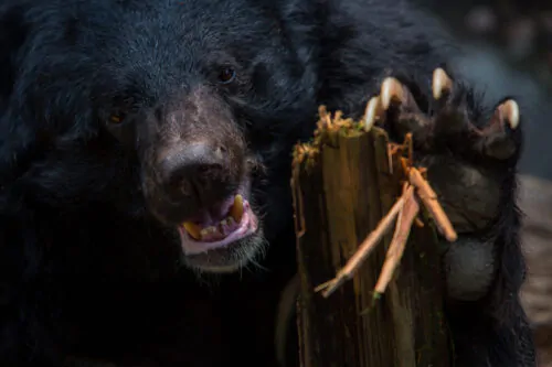 Un ours noir déchiquette une souche de bois grâce à ses dents puissantes et ses longues griffes.