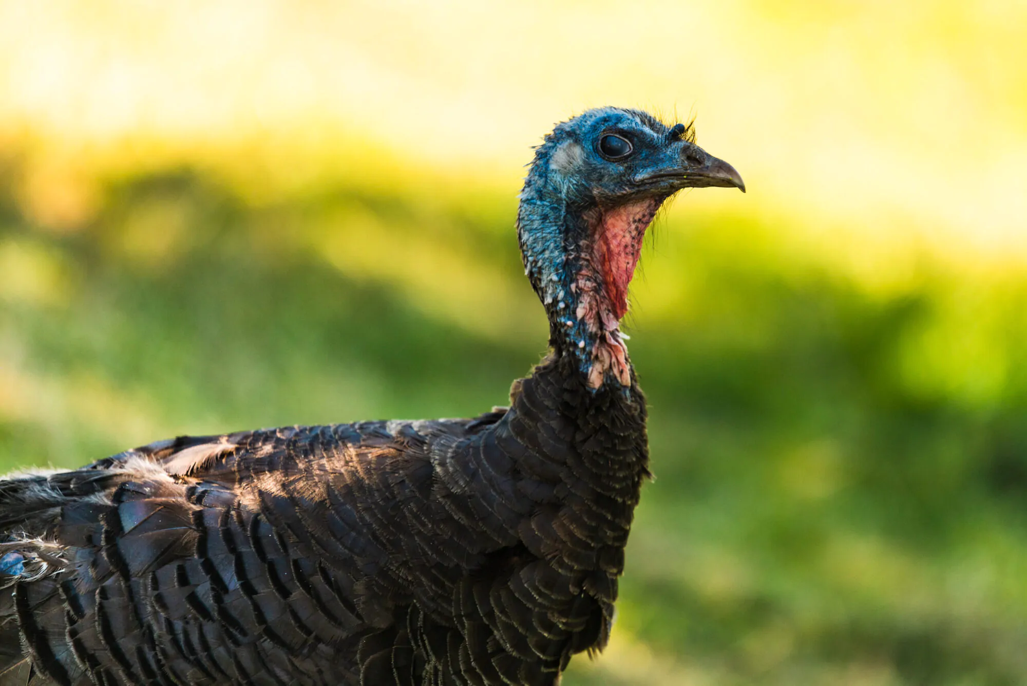 Wild Turkey close-up portrait with a smooth green background