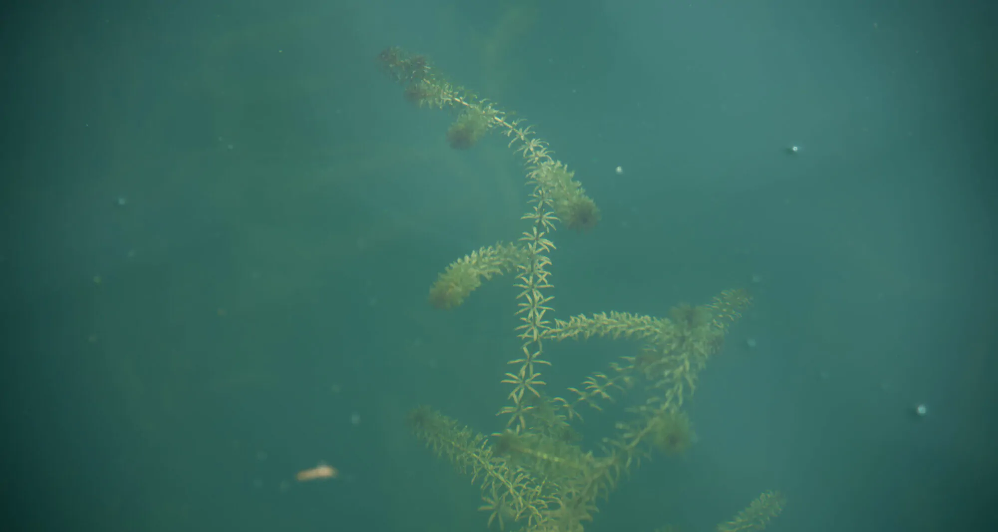 photo prise sous l'esu de l'espèce exotique envahissante miriophylle à épis dans un lac