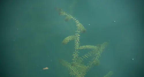 photo prise sous l'esu de l'espèce exotique envahissante miriophylle à épis dans un lac