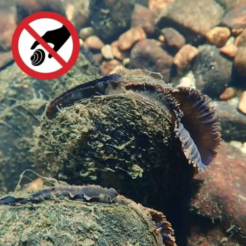 Moules d'eau douce interdit