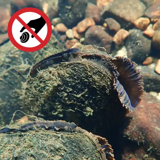 Moules d'eau douce interdit