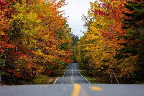 Une route traverse une forêt en automne.