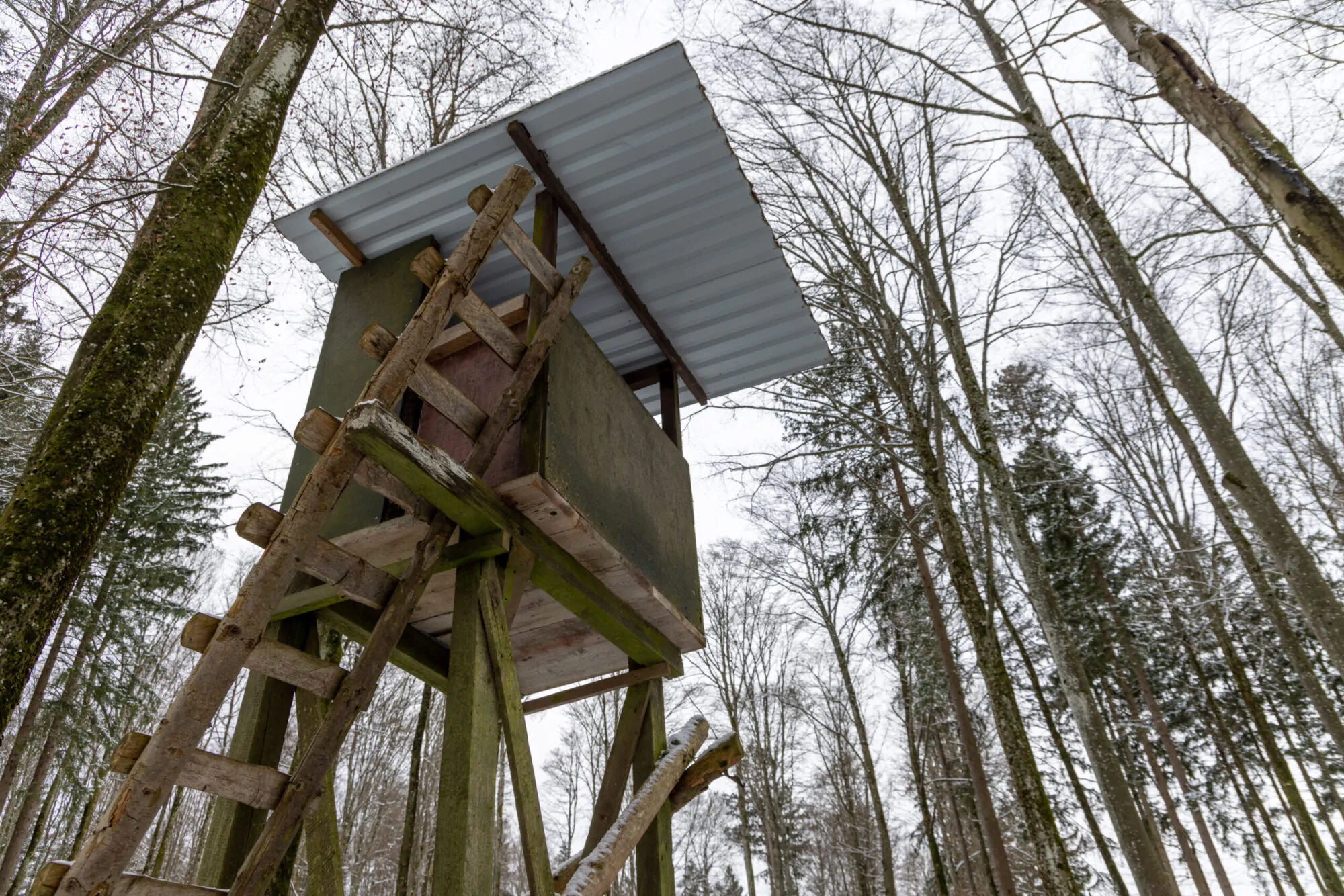Une cabane de chasse dans la forêt vue d'en bas.