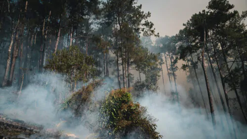 incendie de forêt avec confères, fumée et ciel opaque