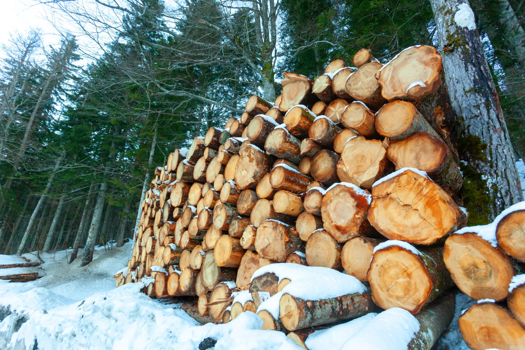 Logs of wood cut and stacked in the mountains under the snow.