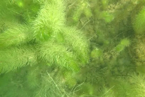 Full frame shot of Myriophyllum heterophyllum under the water