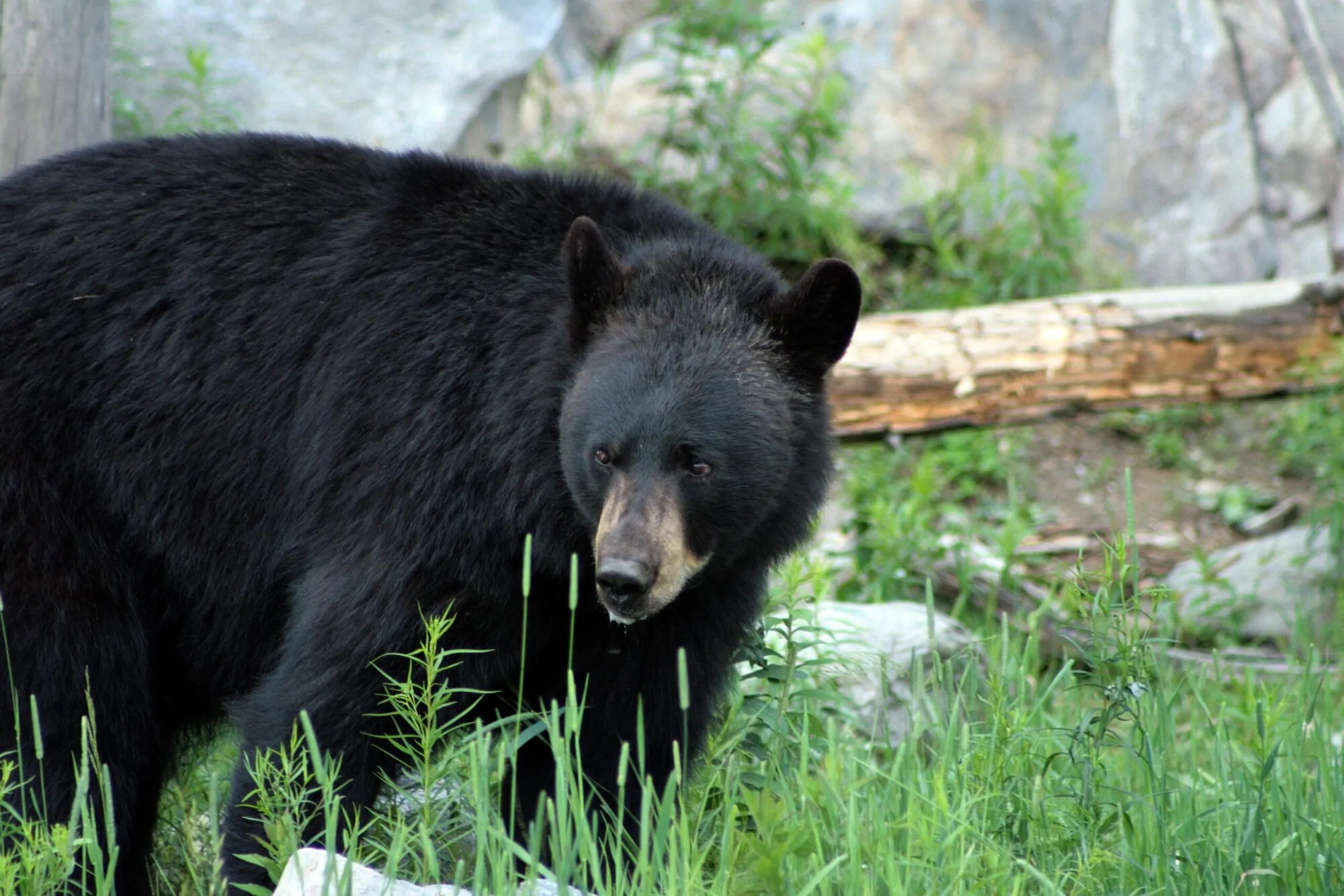 Un ours noir dans un environnement forestier.