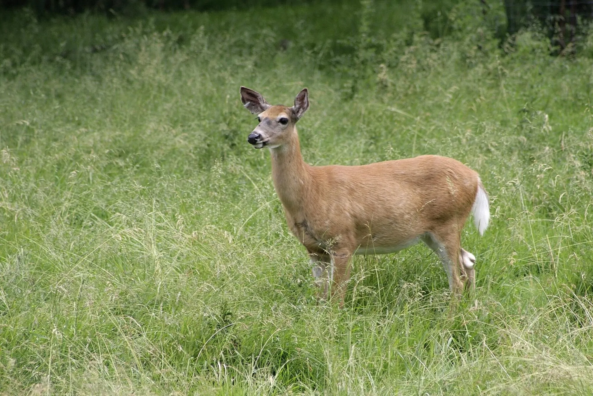2223_Cerf Virginie_Frédérick Lelièvre